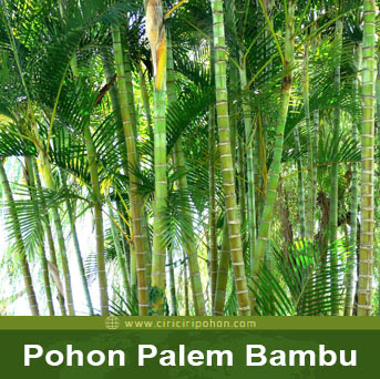 ciri ciri pohon palem bambu