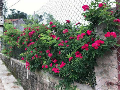 Hoa hồng tầm xuân đỏ