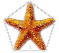 starfish-pentagon