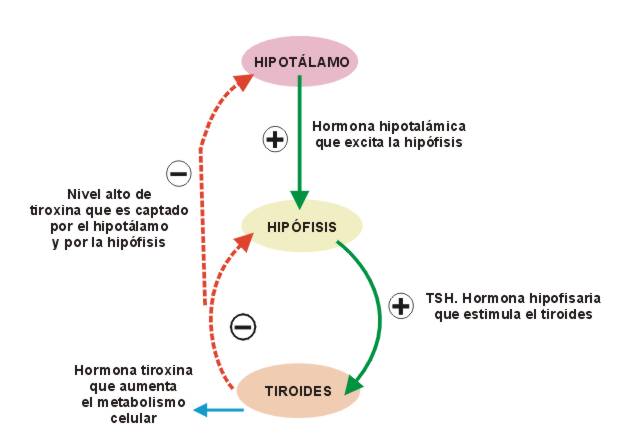 REGULACION HORMONAL | Gori-Gori