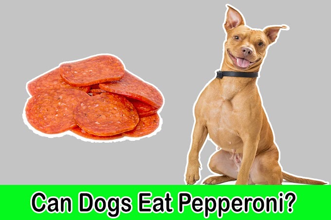 [2021] Can Dogs Eat Pepperoni | Is Pepperoni Good For Dogs