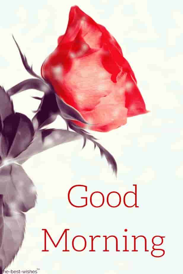 top 50 best good morning wishes with rose images