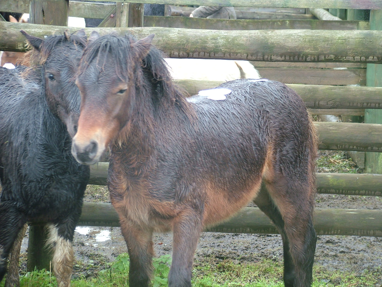 Dartmoor Pony Training Centre Rehoming Blog October 2012