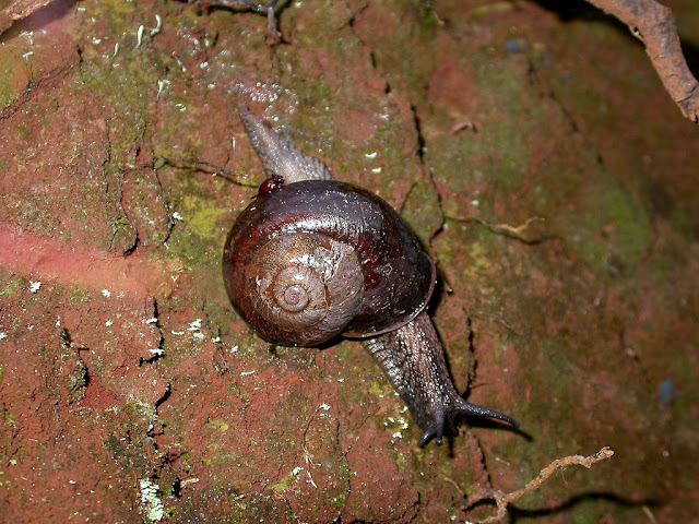 Helicophanta sp Helicophanta sp