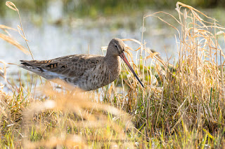 Wildlifefotografie Naturfotografie Dümmer See Uferschnepfe