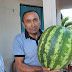 PONTO NOVO / Agricultor colhe melancia com quase 20 kg no Projeto de Irrigação de Ponto Novo
