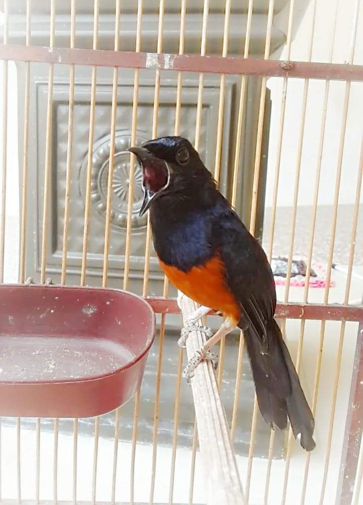 Kasmu Web Burung Murai Batu Nias Ekor Panjang