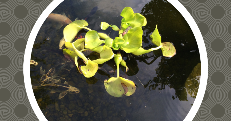 Water Hyacinth Turning Yellow
