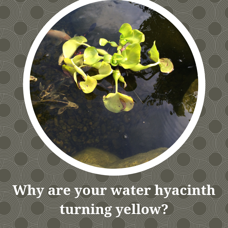 Water Hyacinth
