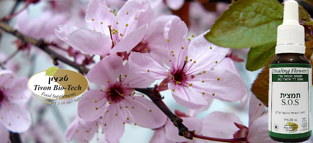 שזיף הדובדבן - Cherry Plum - צ'רי פלאם אתר טבעון ויטמין ביוטק