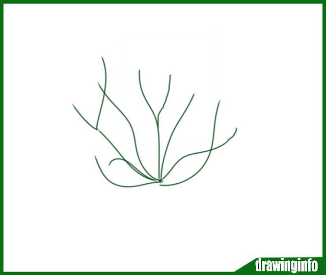 Best Drawing Of Algae Useful for