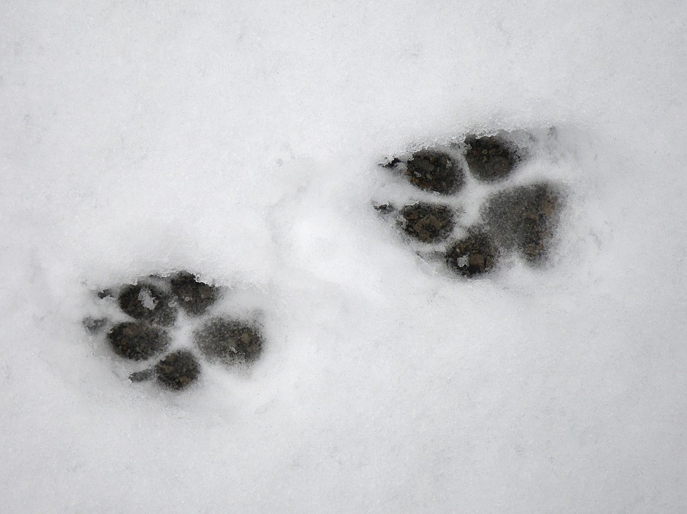 След недели будет. Звериные следы на снегу. Отпечатки следов животных на снегу. Следы лисы. Волчий след.