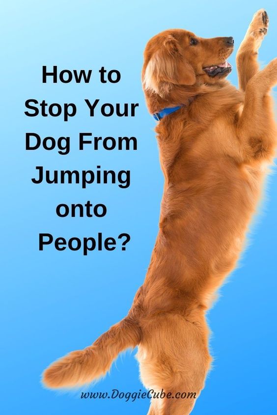 Lovely Dog How To Stop Your Dog From Jumping Onto People? Doggie Cube