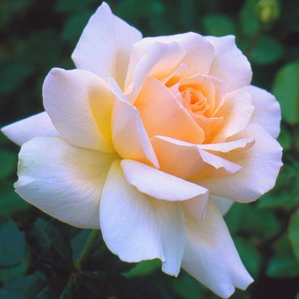 Hybrid Tea Rose White