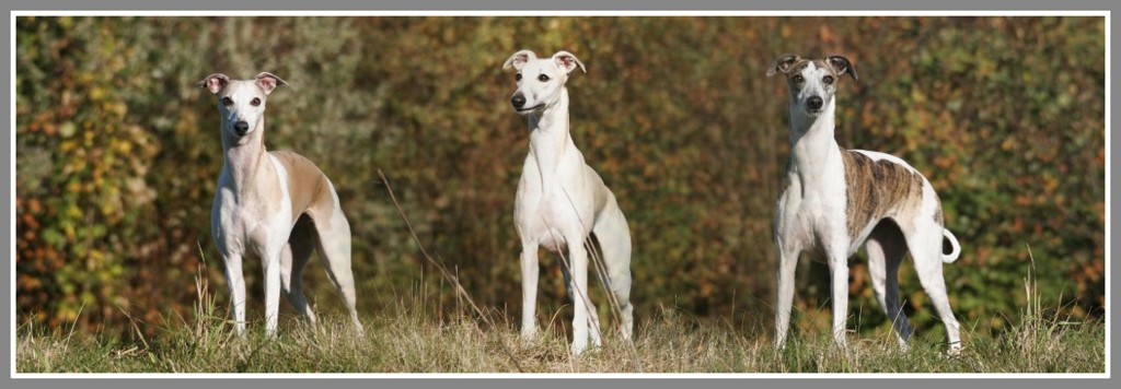 Whippets of Little Goblin