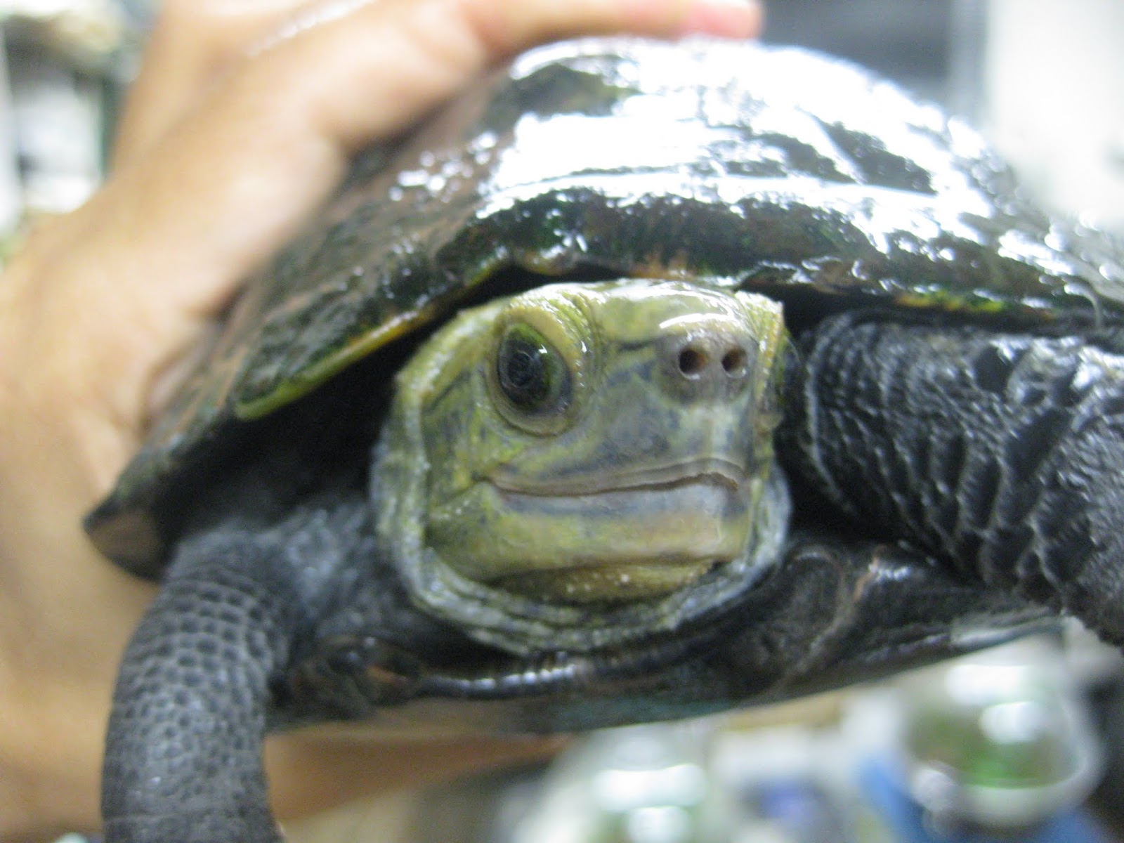 ほっと行動学 私はイシガメでしょうか クサガメでしょうか 答えは あなた自身の中 にあるかどうかは人によります