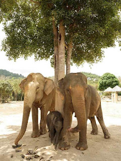 Elefante asiático el 3º animal más alto de la tierra