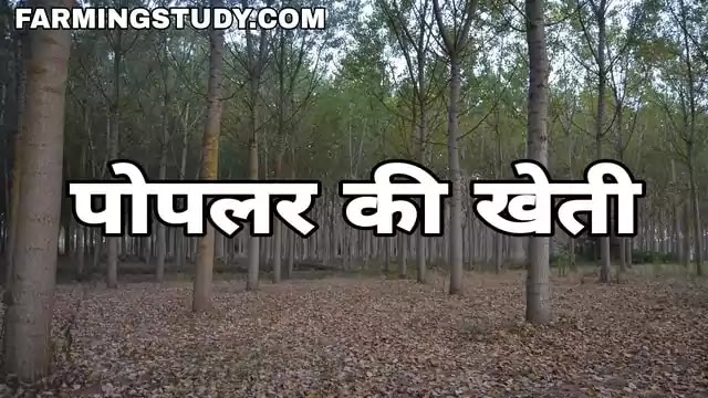 कृषि वानिकी के अंतर्गत पोपलर की खेती (poplar ki kheti) कैसे करें?, कृषि वानिकी (agroforestry in hindi), पोपलर की उन्नतशील प्रजातियाँ, पोपलर का रेट,