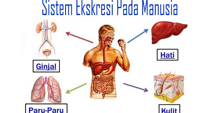 Mengenal Sistem Ekskresi Pada Manusia Penyusun