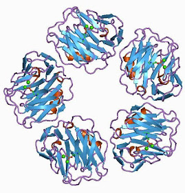 C-reactive Protein