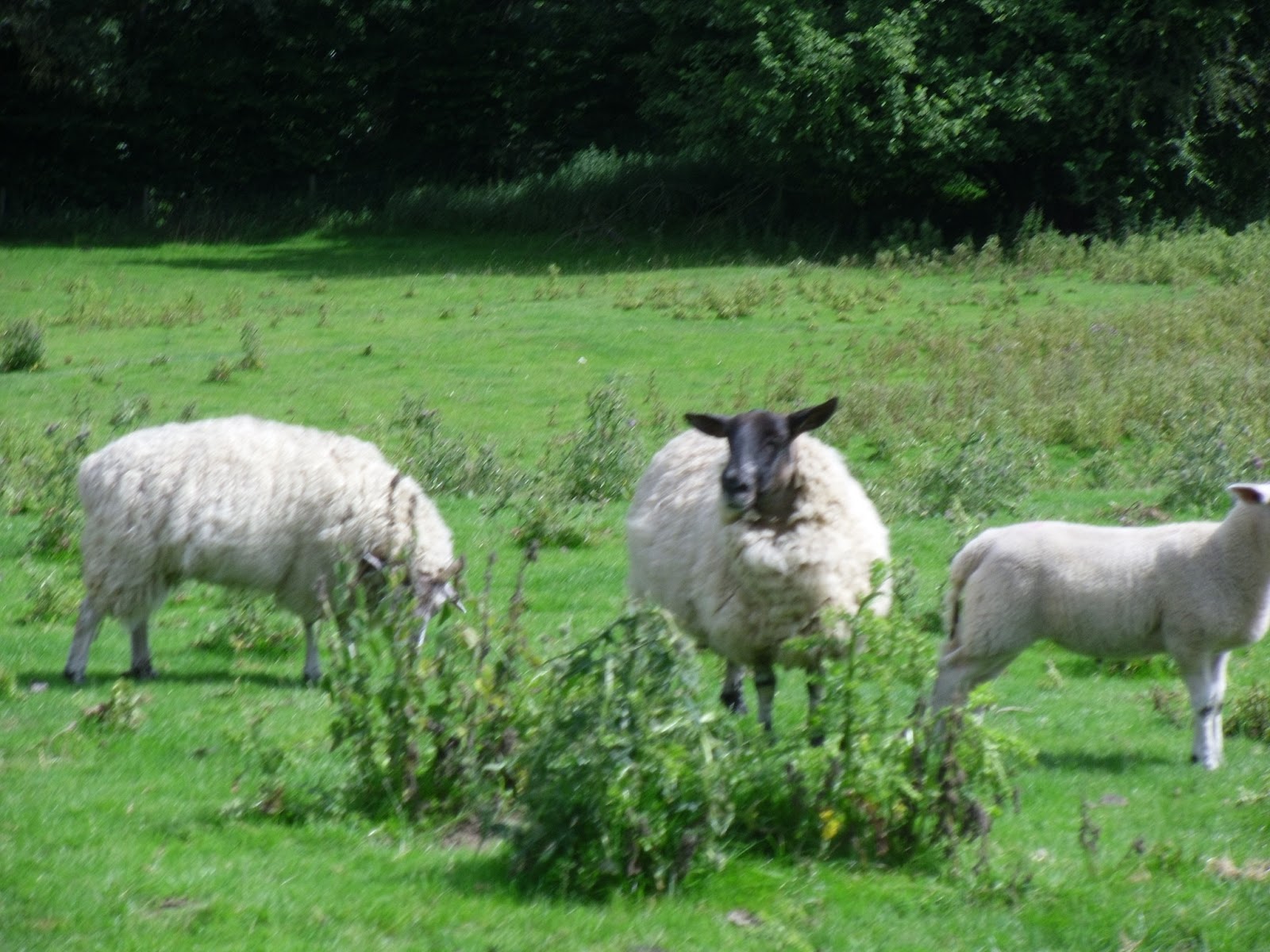 Rebecca's Vet Blog Schmallenberg Virus