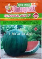 Semangka GrandMilano, Semangka Grand Milano F1, Benih Semangka Grand Milano, Bibit Semangka Grand Milano, Grand Milano, Jual Benih Semangka Grandmilano, BCA, Bintang Citra Asia, Lmga Agro