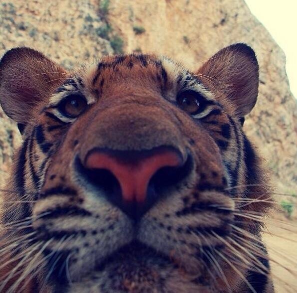DreSay: Tiger On Instagram?