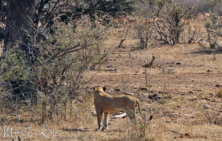 León acechando en Mazithi-Dam-Kruger