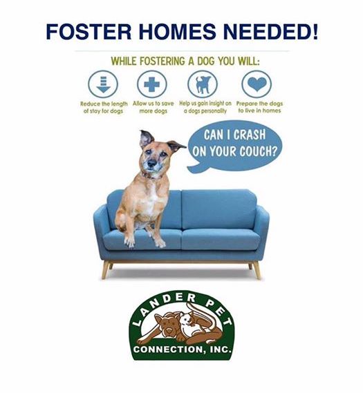 mark tozer's blog Lander Pet Connection Fostering