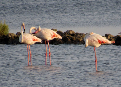 Cabo-de-Gata-Almería Flamencos en las salinas de Cabo de Gata