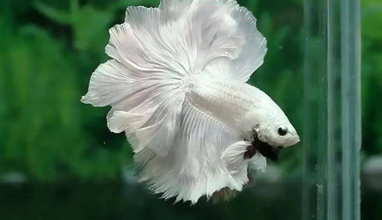 Tips Mudah Merawat Ikan Cupang Biar Gak Gampang Mati dan Tetap Cantik Tips Merawat Ikan Cupang