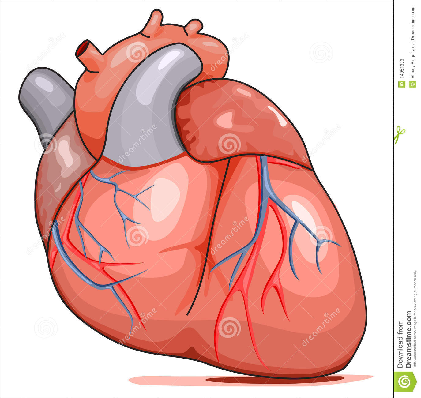 Le fonctionnement du coeur By The Science