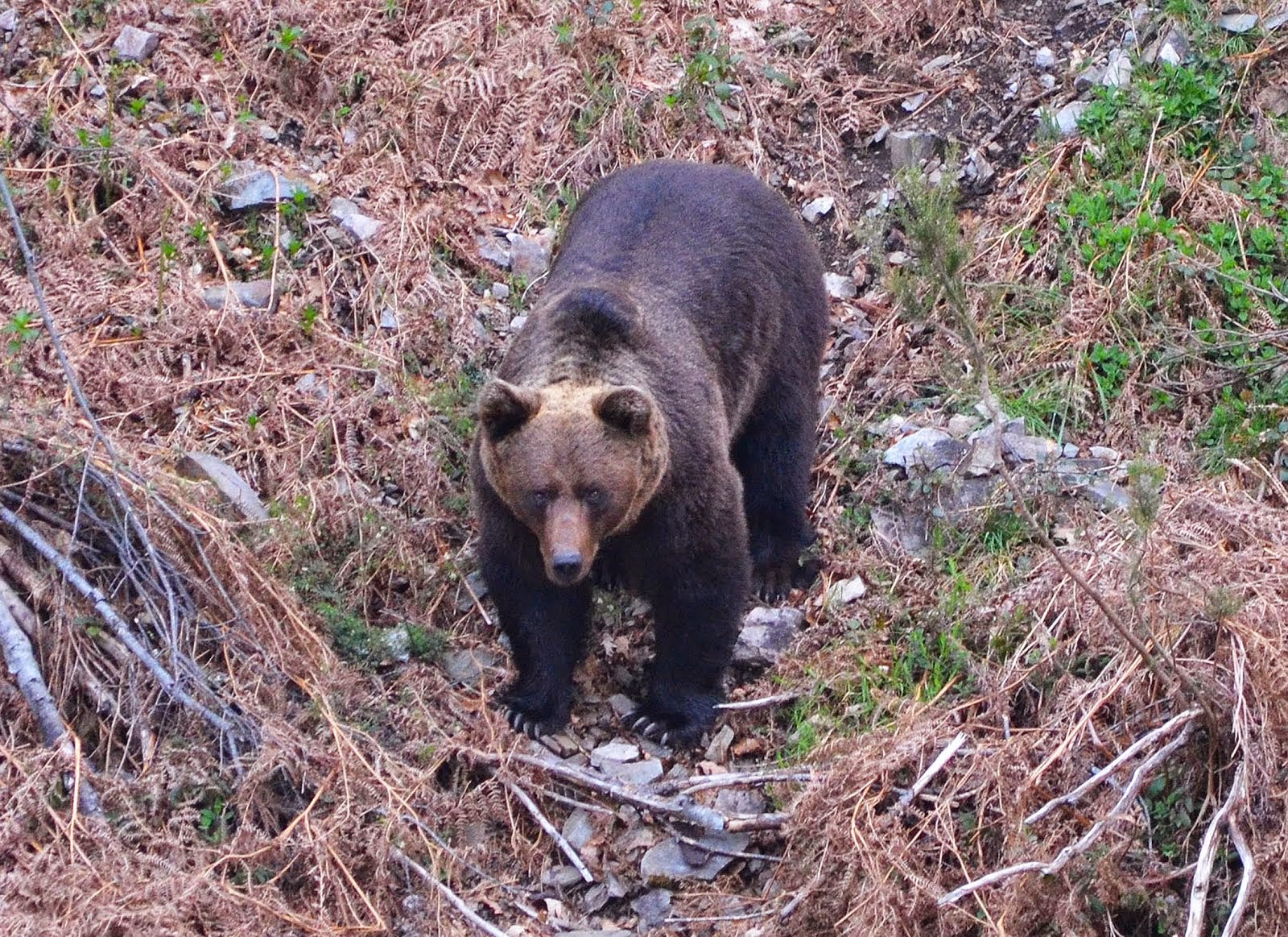 Oso pardo cantábrico