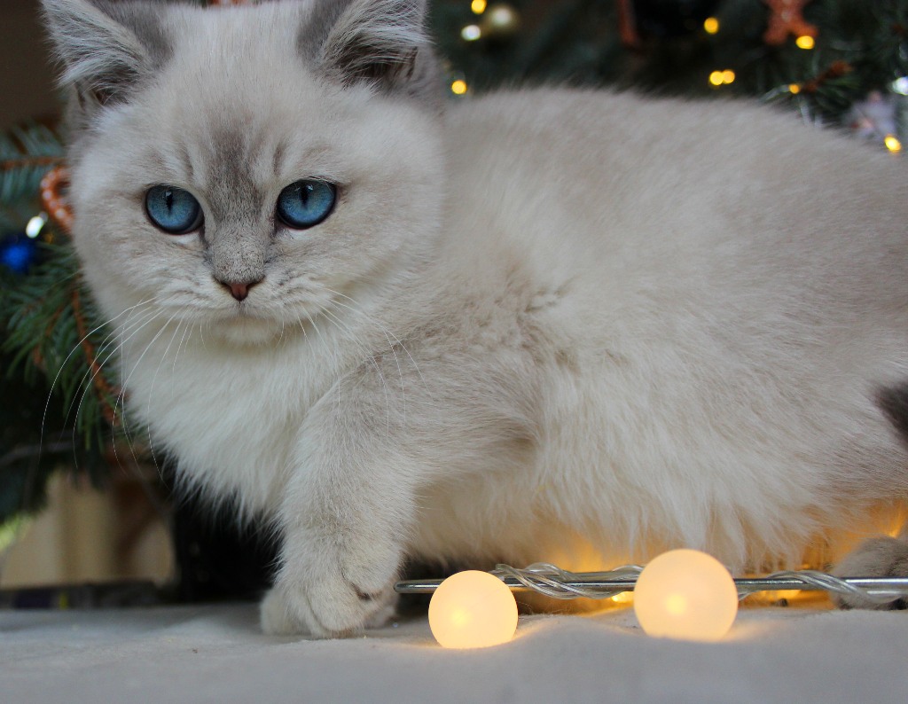 Britisch Kurzhaar Bkh Kitten Und Britisch Langhaar Katzenbabys 2016