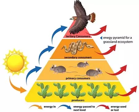 paristhitik-pyramid-ke-prakar