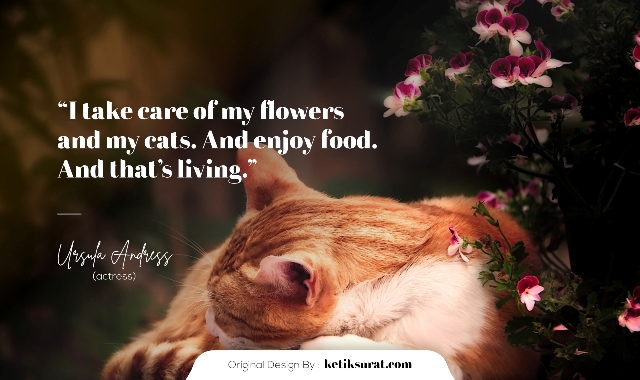 50 Quotes Bahasa Inggris About Cat Dan Artinya Ketik Surat