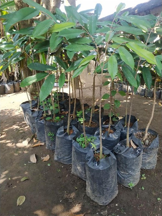 Bibit Durian Montong super cepat berbuah hasil okulasi bisa untuk tambulampot bisa COD Sumatra Barat