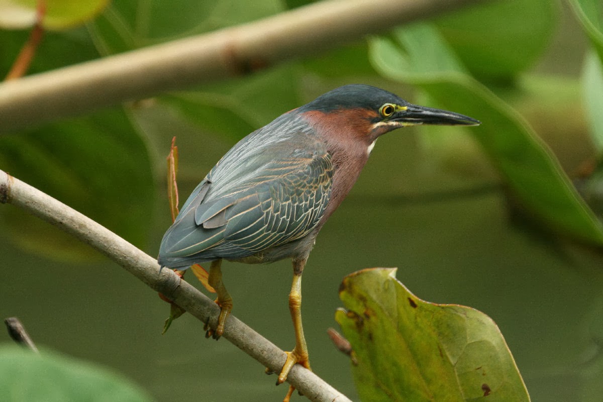 World Beautiful Birds Green Heron Birds Facts & Latest Pictures