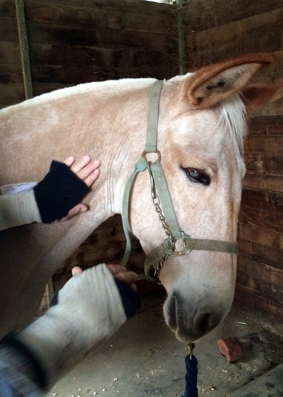 Horse Chiropractor DIY Horse Ownership