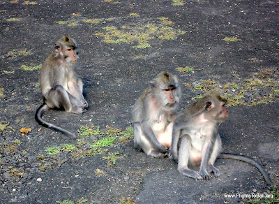 Monkeys at Alas Kedaton Bali Indonesia 4