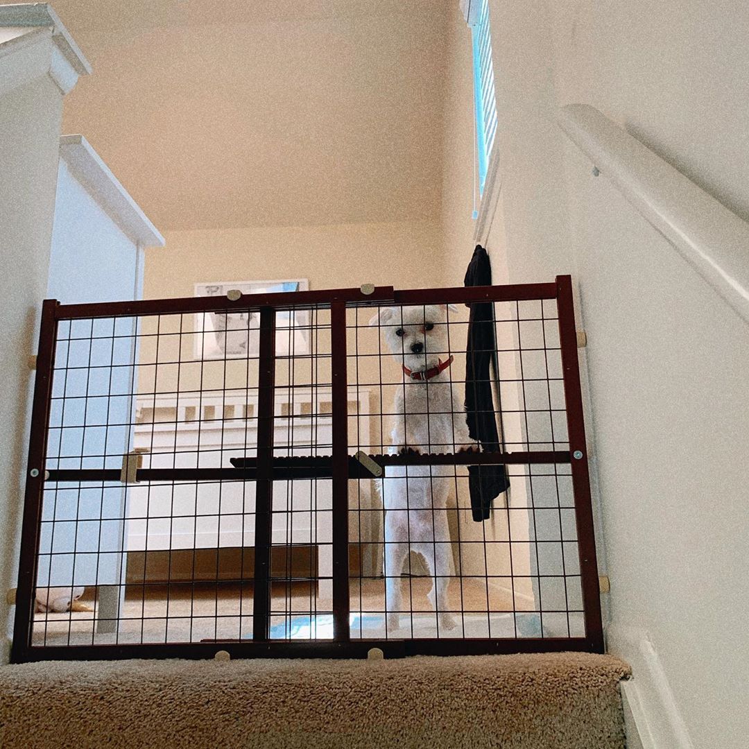 15+ DIY Cheap Dog Run Ideas Backyard for Small or Large Gardens