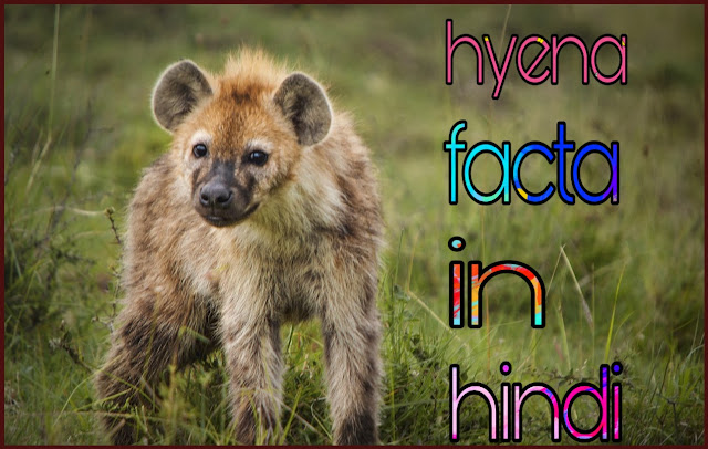 Hyena Animal In Hindi