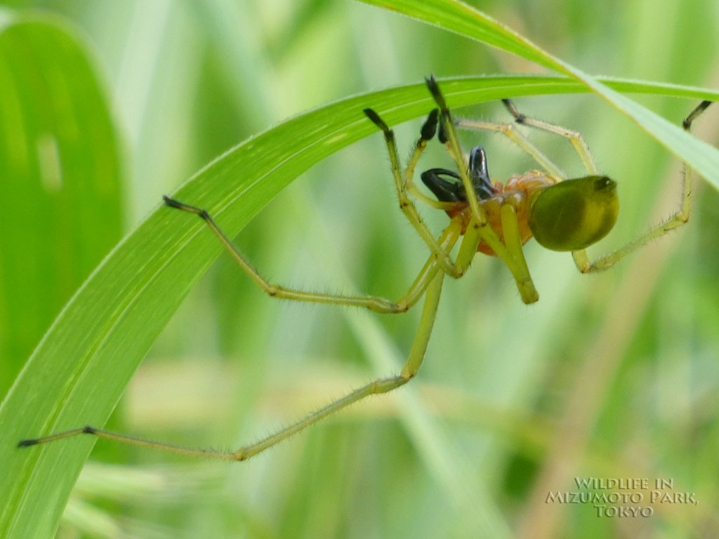 水元公園の生き物カバキコマチグモ Long-legged Sac Spider