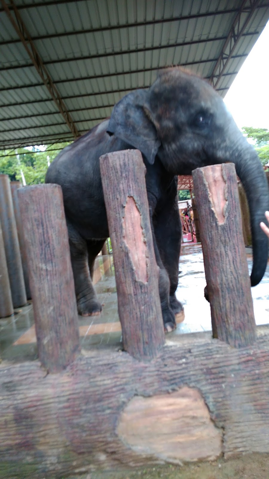 Kuala Gandah Elephant Sanctuary, Pahang Dorsett Pink