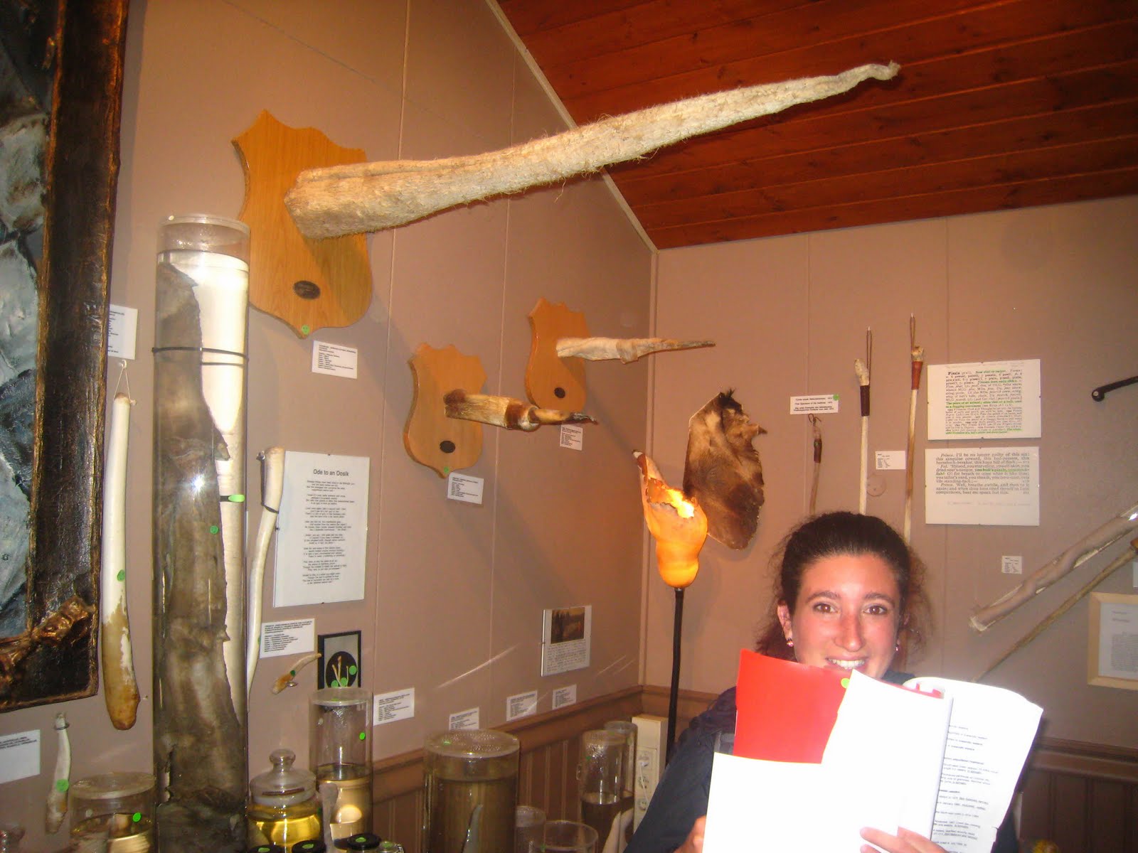 Comment Dit On Chauve Souris En Anglais Husavik: blue whales and...a strange museum / Husavik: entre baleines