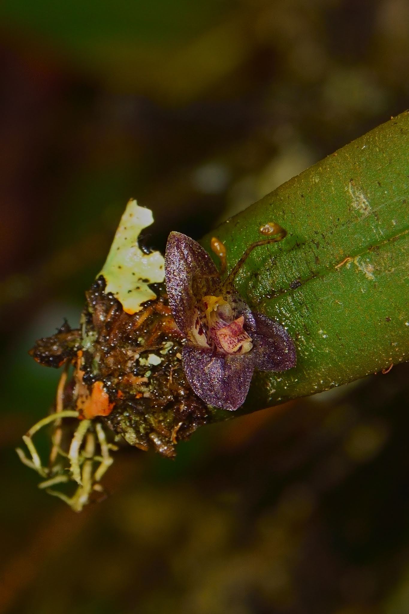 Myoxanthus melittanthus