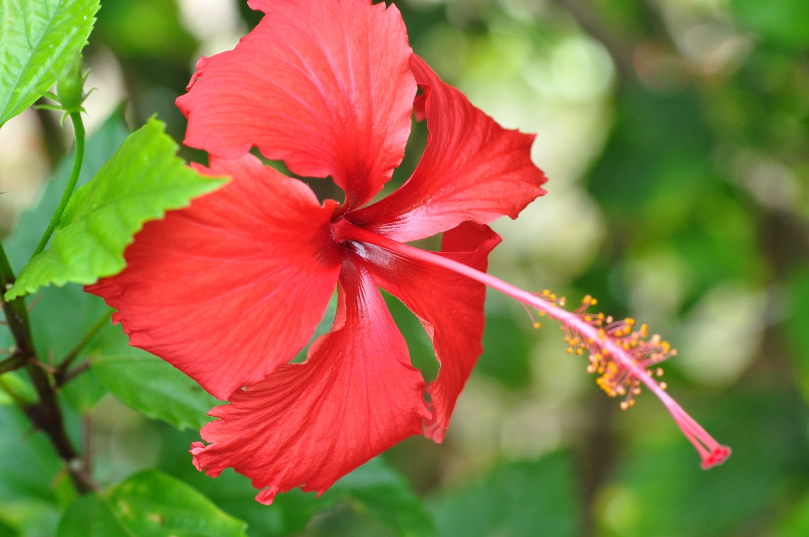 Staghorn NYC blog 15 Flowers You Can Eat