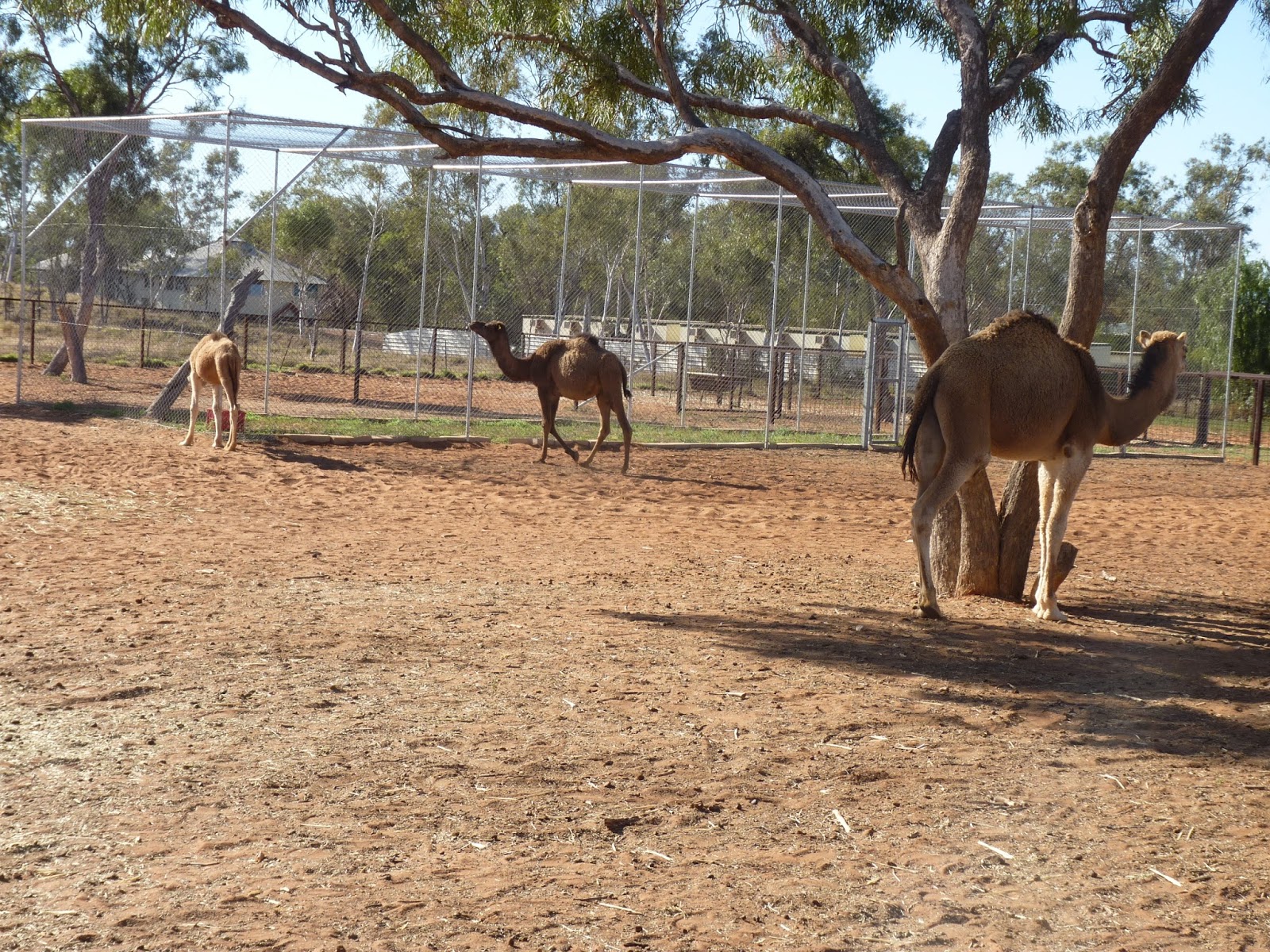 2013 Winter Trip Alice Springs, Coober Pedy and the roadhouses.