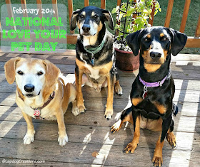 3 rescue dogs posing for love your pet day