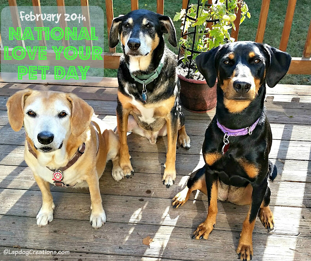 3 rescue dogs posing for love your pet day